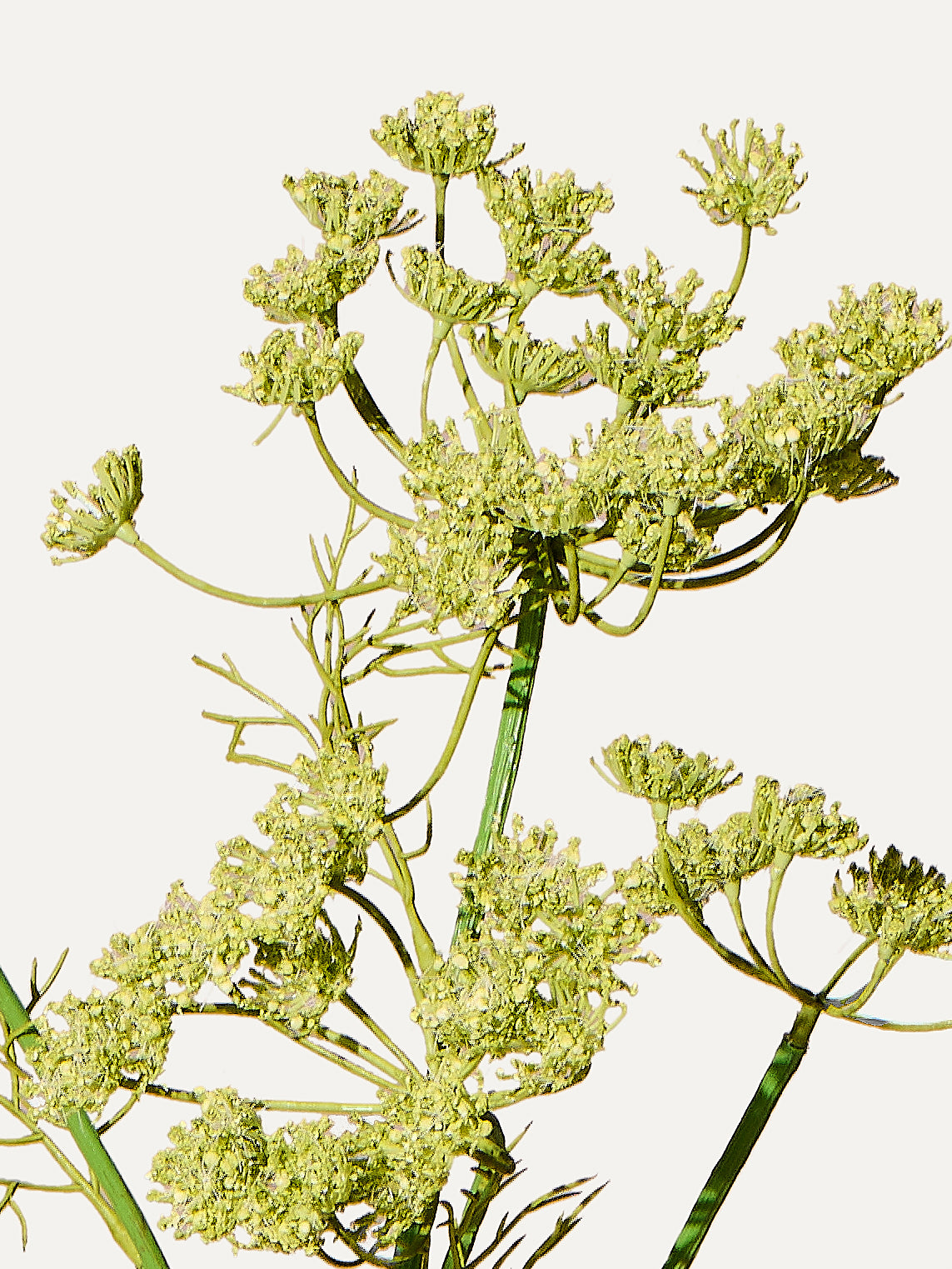 Dill branch 79 cm 1 piece - artificial branch