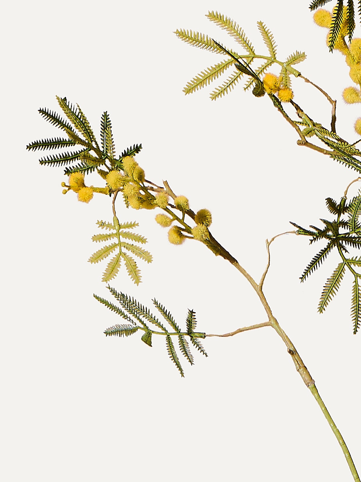 Mimose Zweig Früchte 96 cm 1 Stk. - Kunstzweig