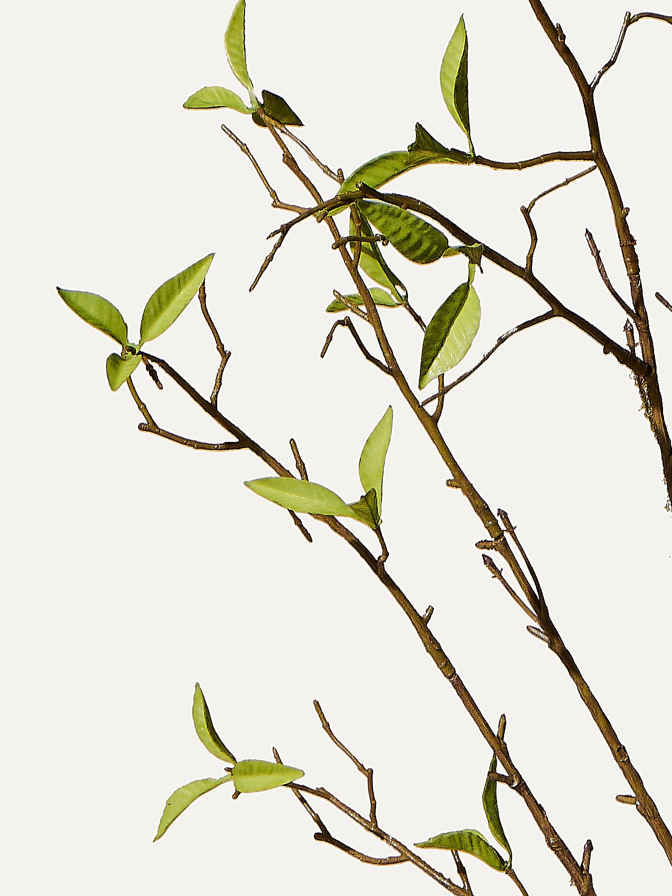 Branche de saule artificielle de 76 cm (1 pièce)