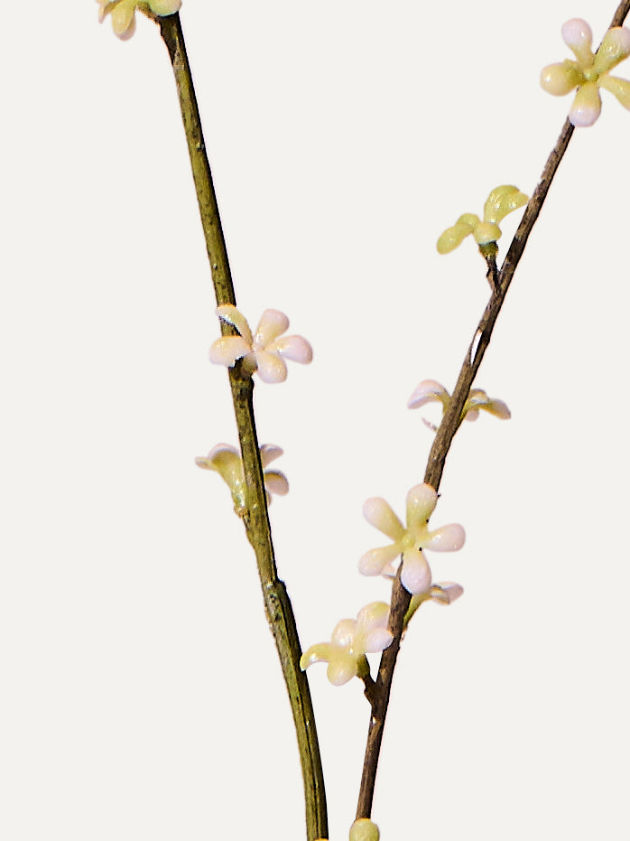 Branche de Pittosporum 85 cm 1 pièce - branche artificielle