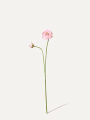 Bouton d'or 64 cm 1 pièce - Fleur artificielle