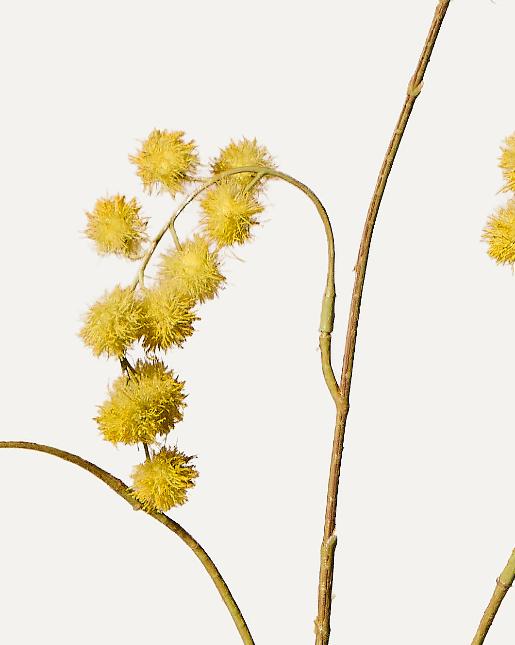 Mimose Zweig 103 cm 1 Stk. - Kunstzweig