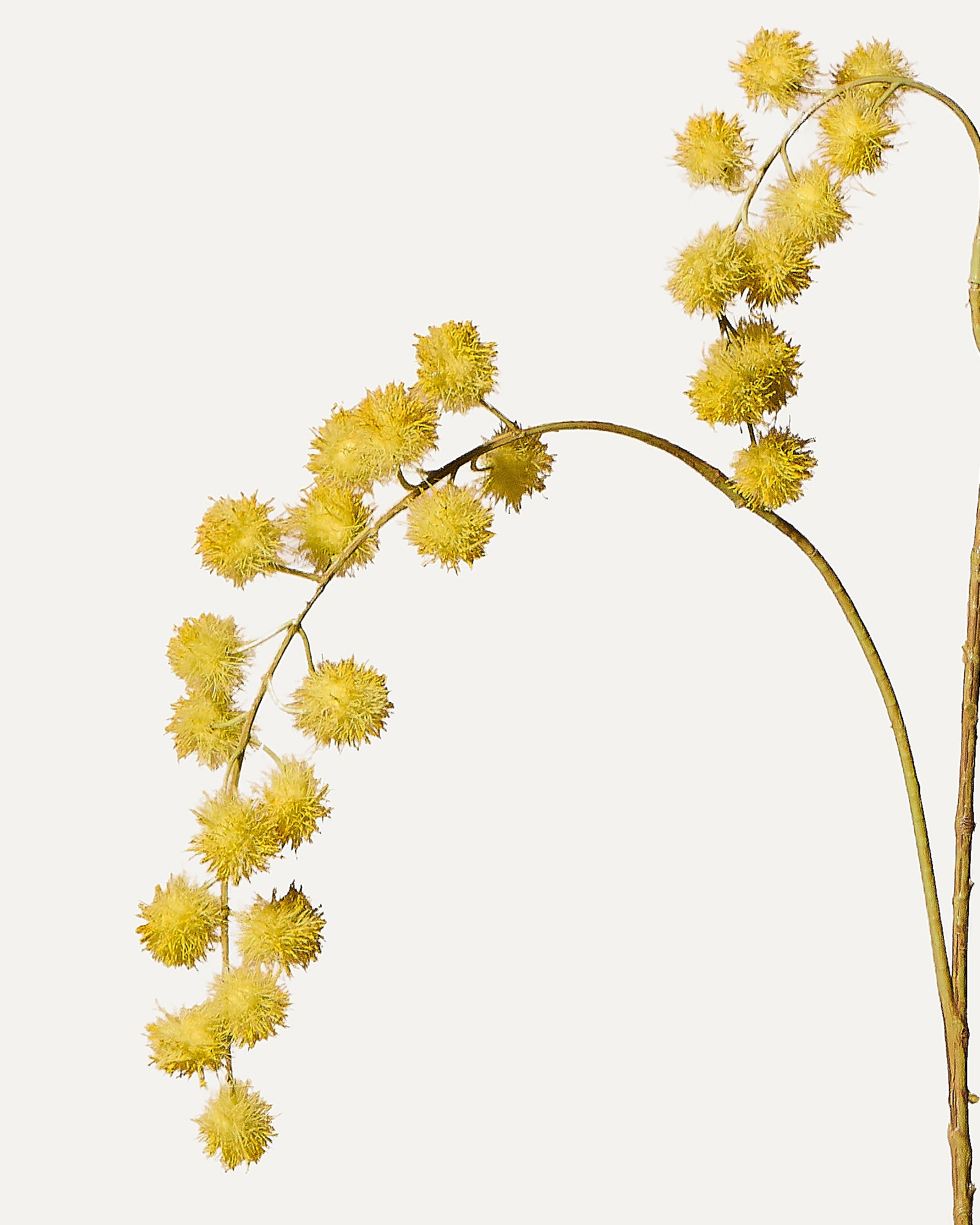 Branche de mimosa 103 cm, 1 pièce - branche artificielle