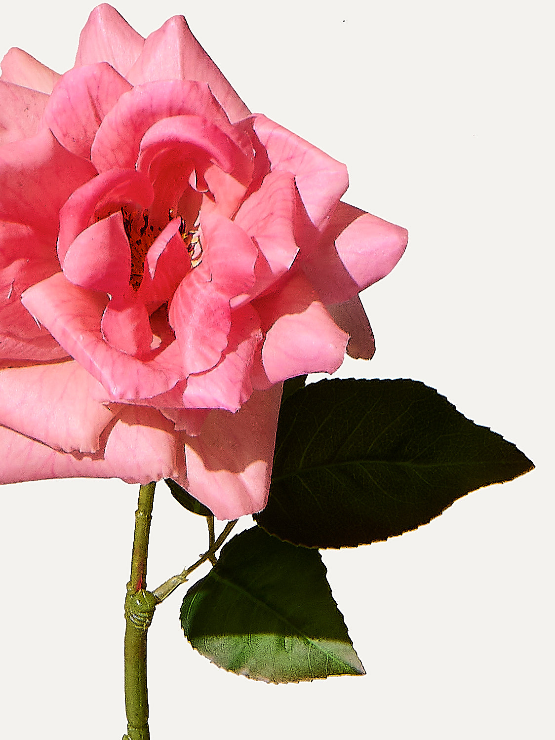 Rose 70 cm 1 Stk. - Kunstblume