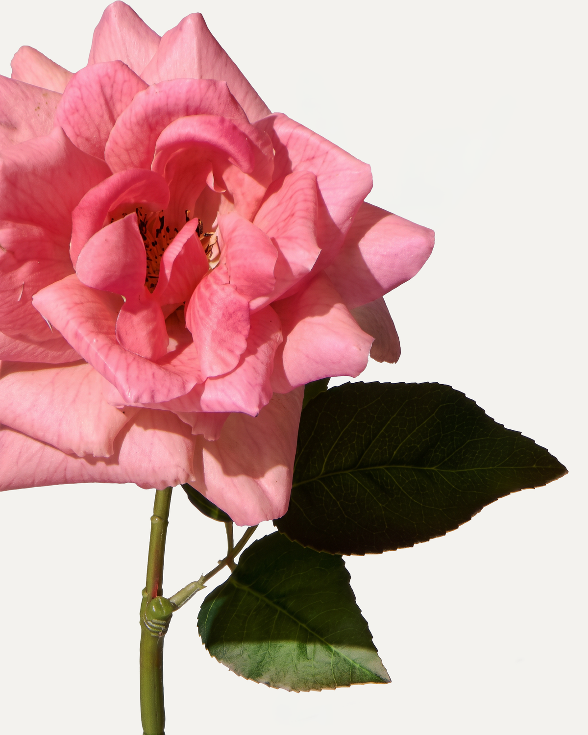 Rose 70 cm 1 Stk. - Kunstblume