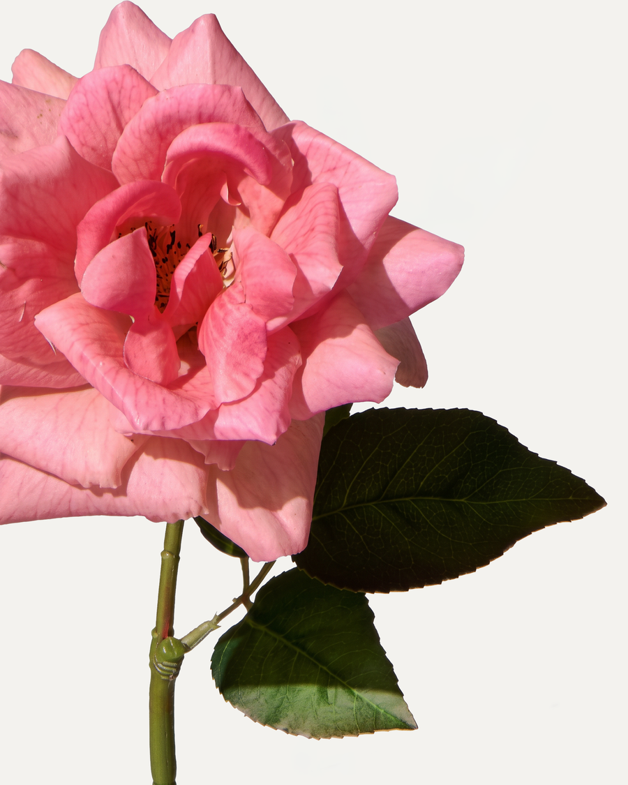 Rose 70 cm 1 Stk. - Kunstblume