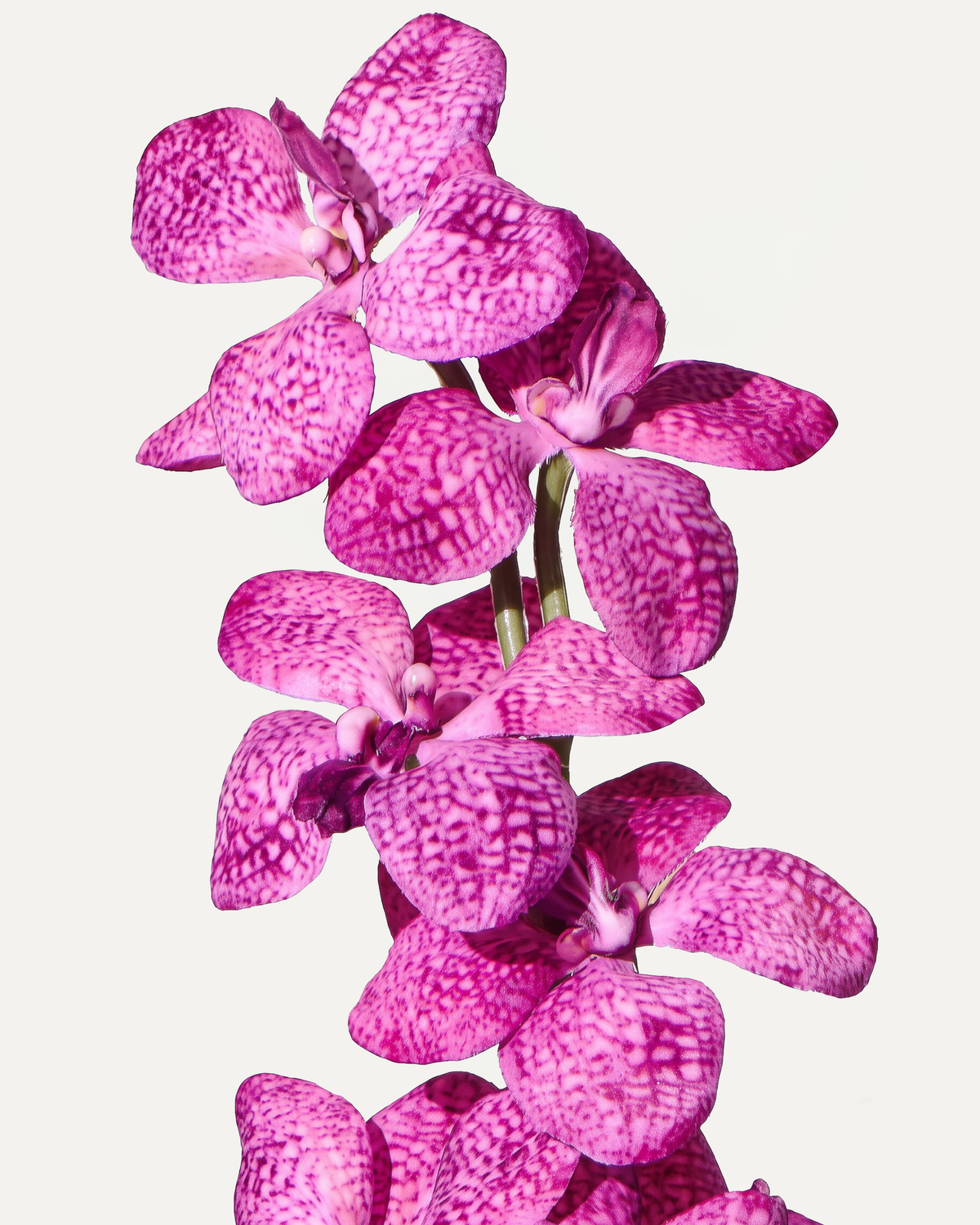 Orchidée 91 cm 1 pièce - Fleur artificielle 