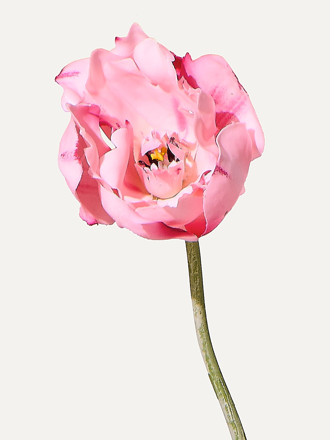 Tulip 72 cm 1 piece - artificial flower