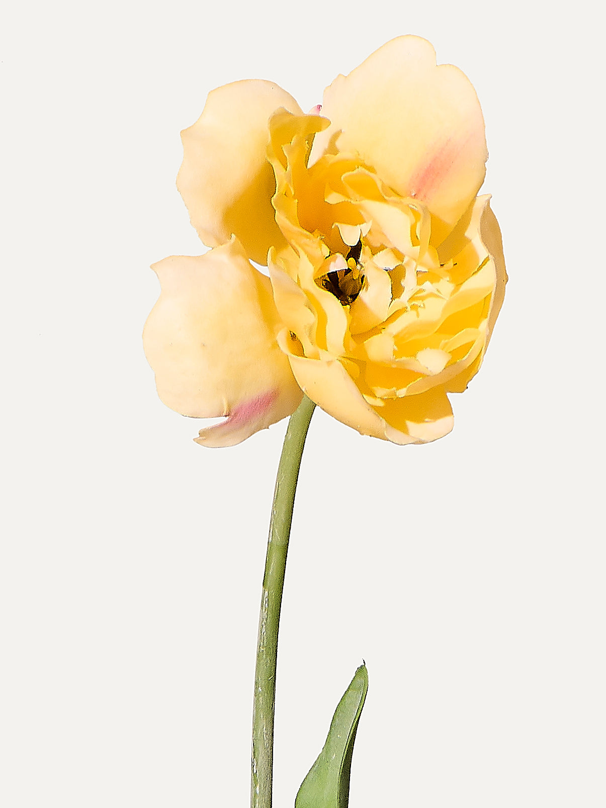 Tulip 72 cm 1 piece - artificial flower