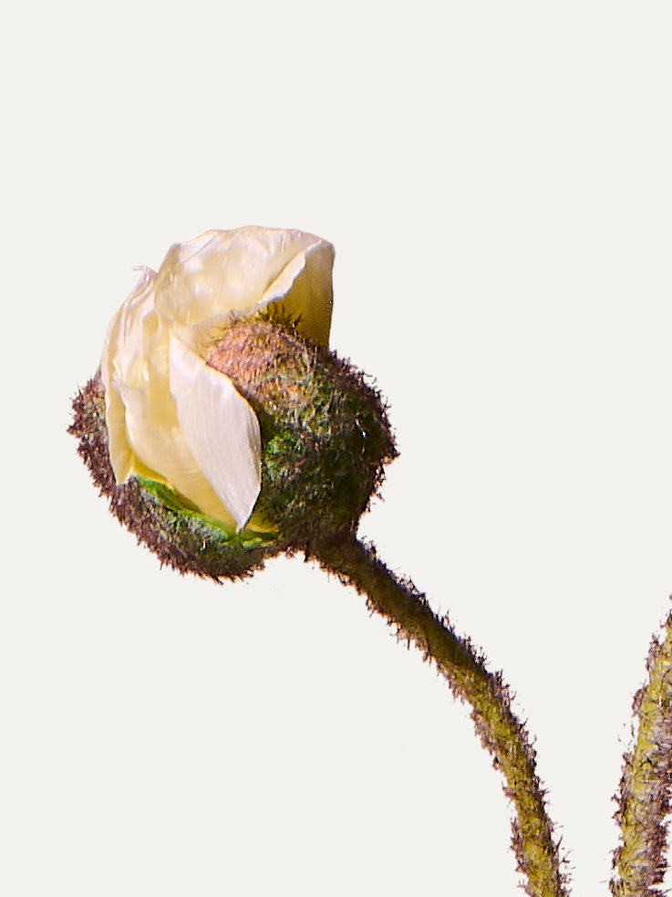 Mohnblume 82 cm 1 Stk. - Kunstblume