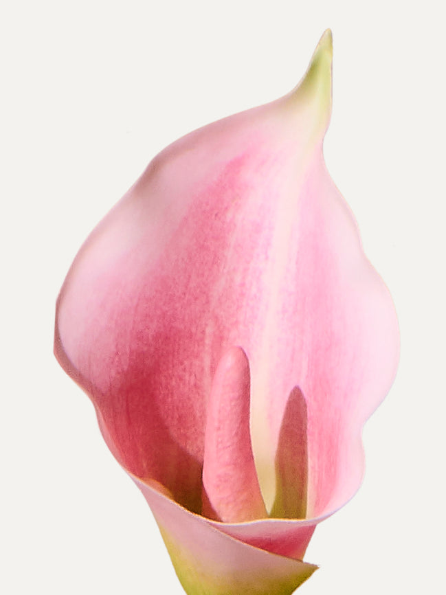 Kalla 65 cm 1 piece - artificial flower 