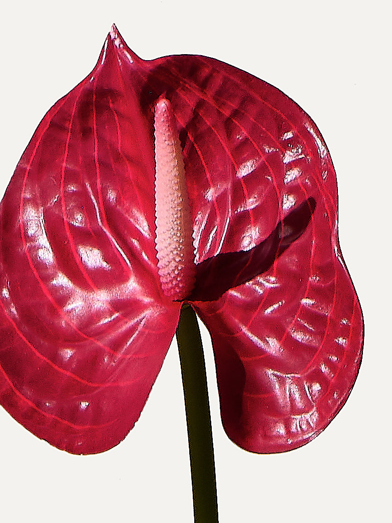 Flamingoblume 66 cm 1 Stk. - Kunstblume