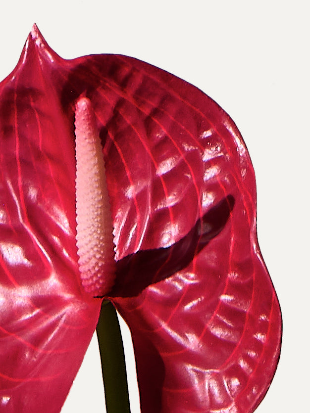 Flamingo flower 66 cm 1 pc. - artificial flower 