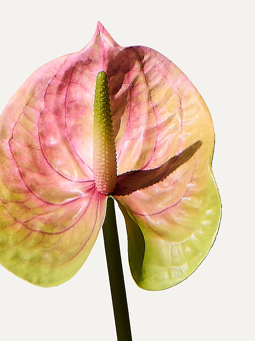 Flamingoblume 66 cm 1 Stk. - Kunstblume