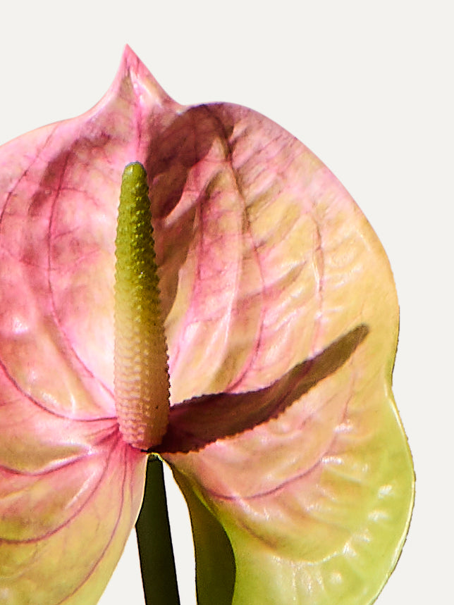 Flamingo flower 66 cm 1 pc. - artificial flower 