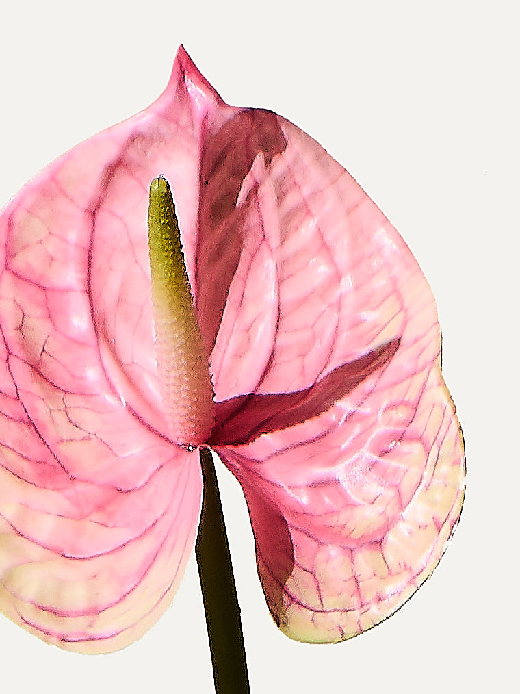 Flamingoblume 66 cm 1 Stk. - Kunstblume