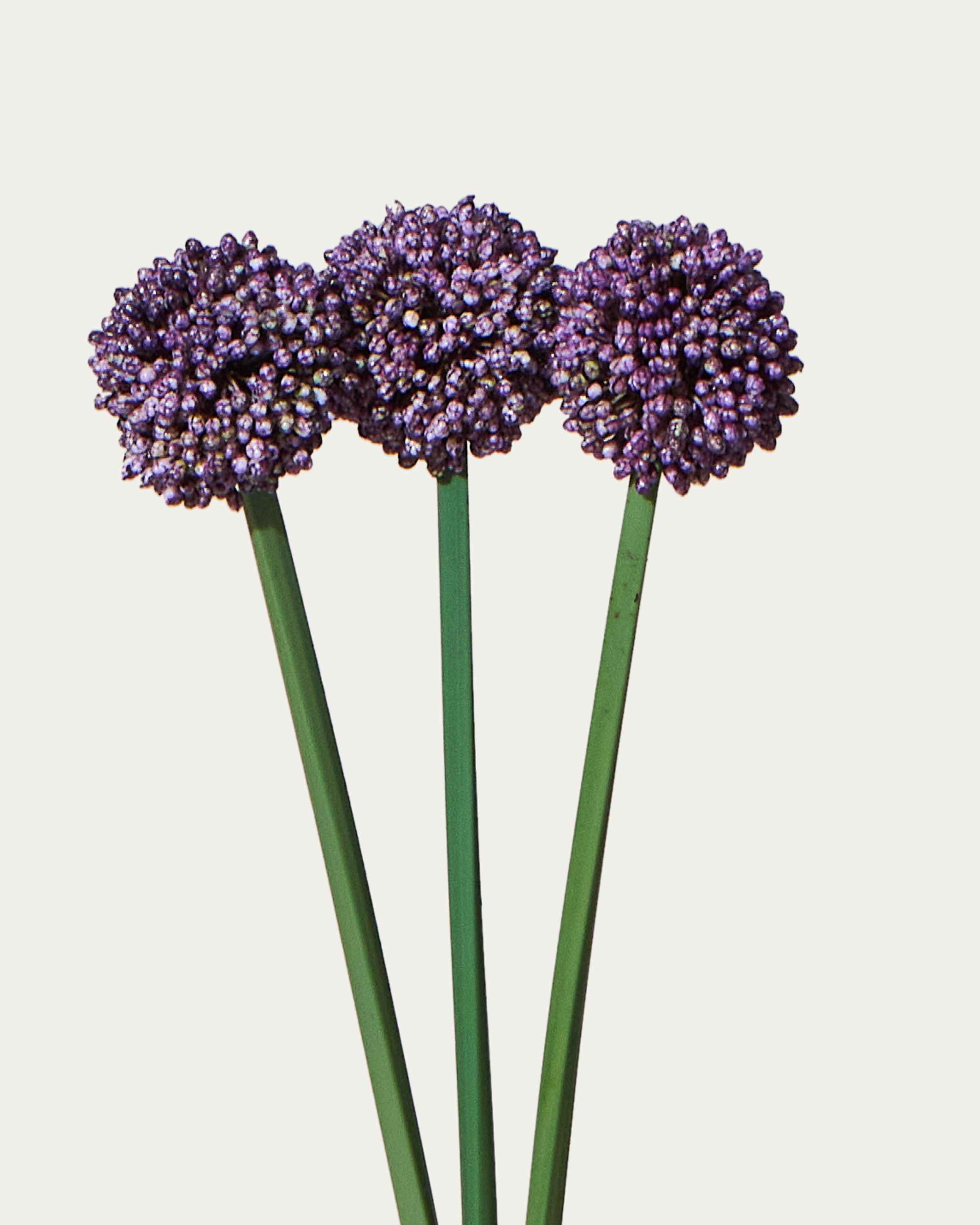 Kunstbündel Allium 55 cm 3 Stk. - Kunstblume
