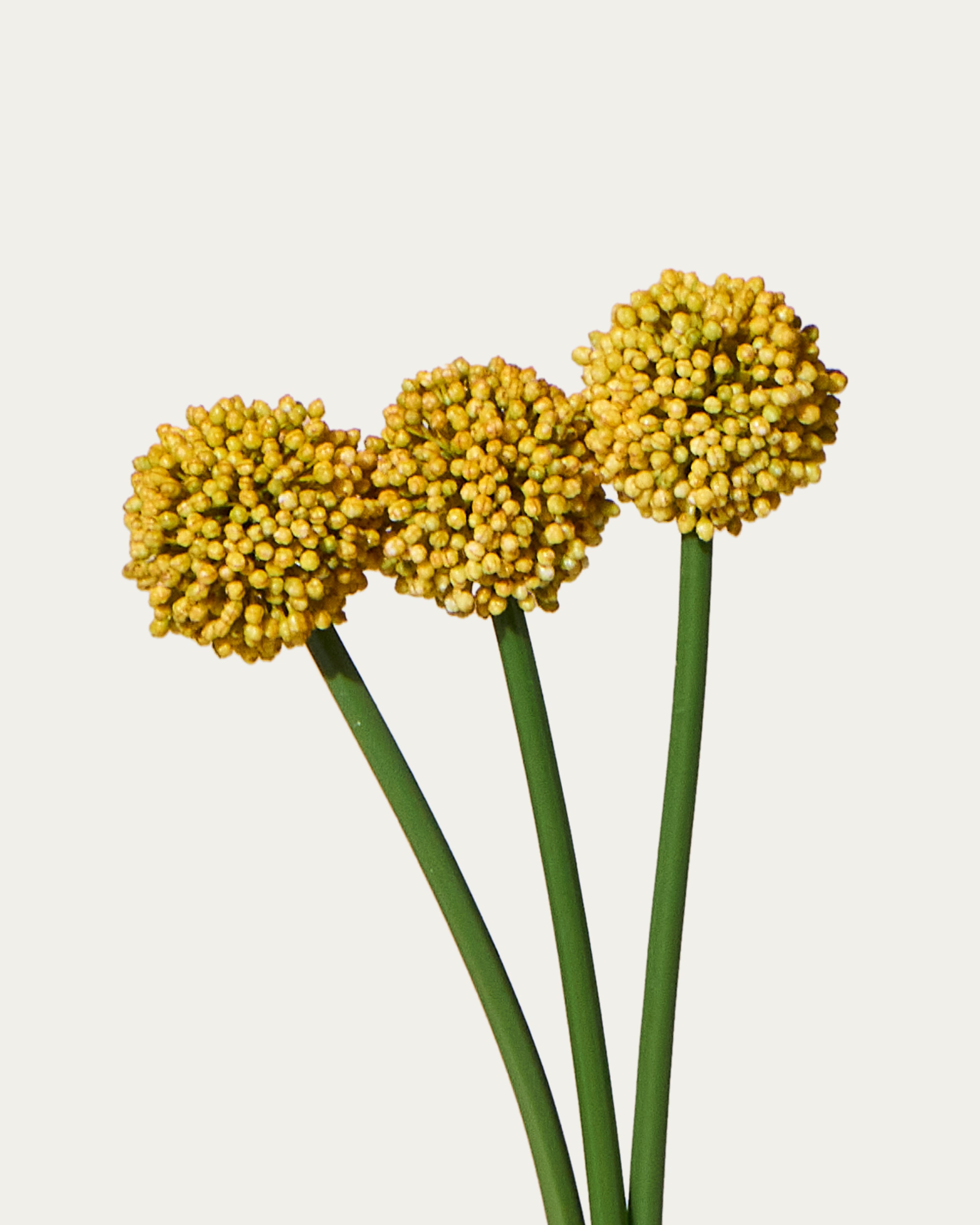 Kunstbündel Allium 55 cm 3 Stk. - Kunstblume
