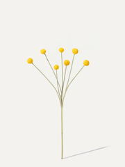 Drumsticks 67 cm 1 pc - Artificial Flower