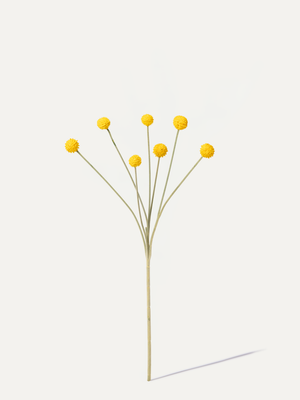 Drumsticks 67 cm 1 pc - Artificial Flower