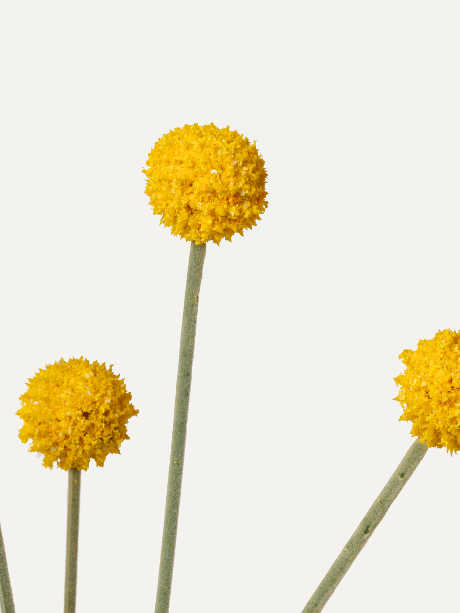 Trommelstöckchen 67 cm 1 Stk. - Kunstblume