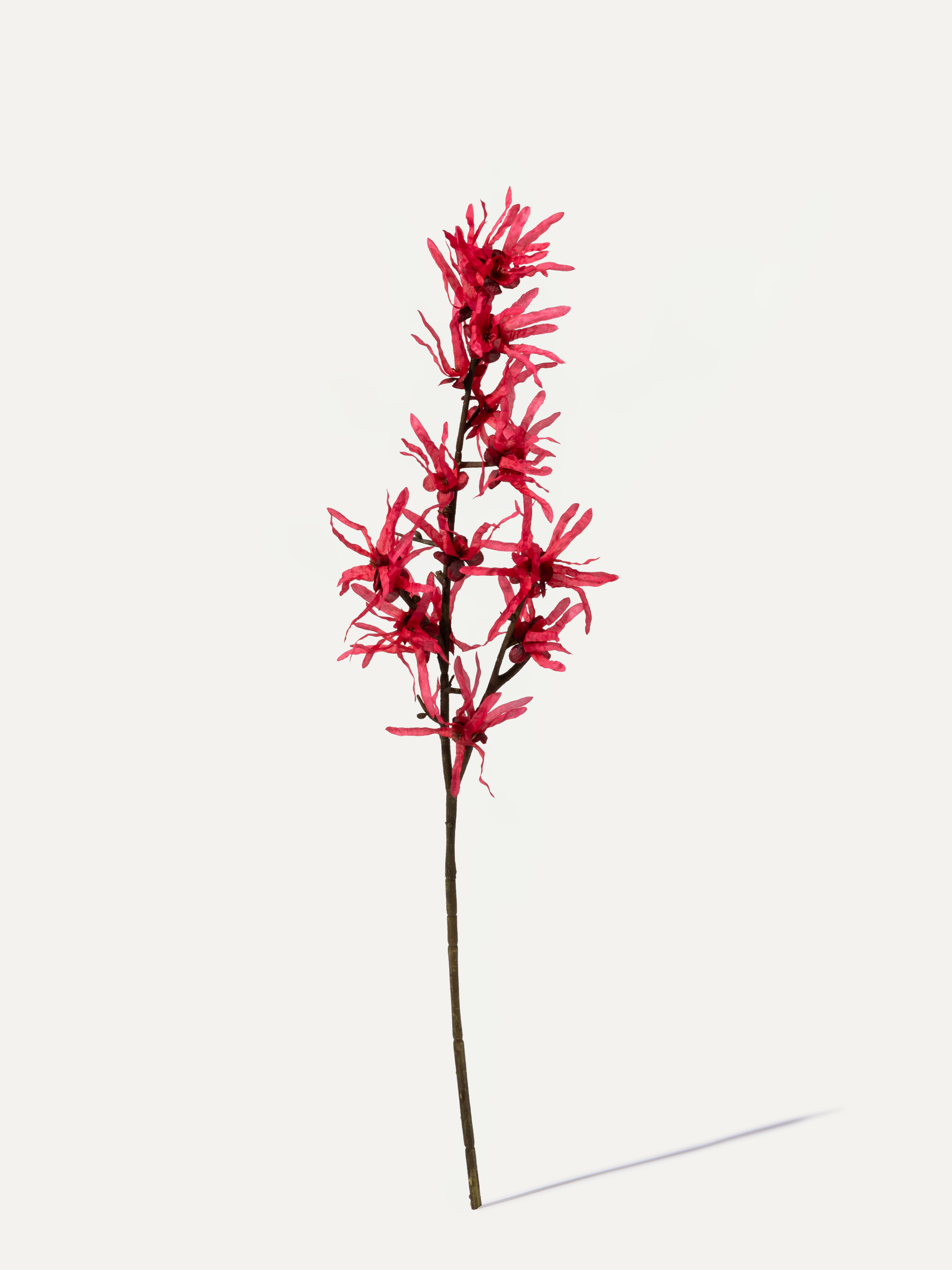 Zaubernuss 76 cm 1 Stk. - Kunstblume