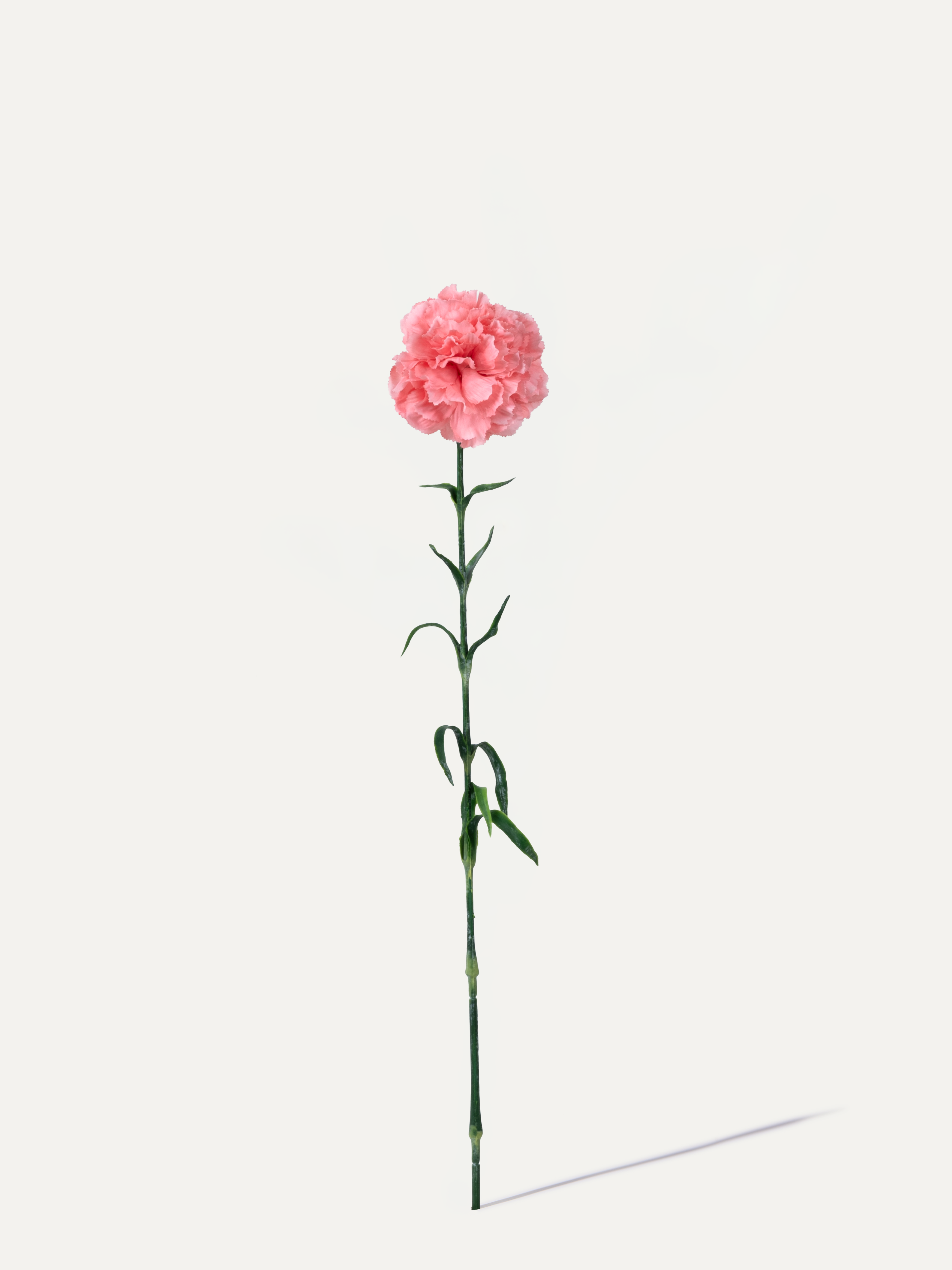 Carnation 67 cm 1 pc. - Artificial Flower
