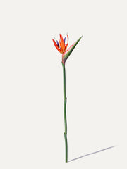 Paradiesvogel 85 cm 1 Stk. - Kunstblume