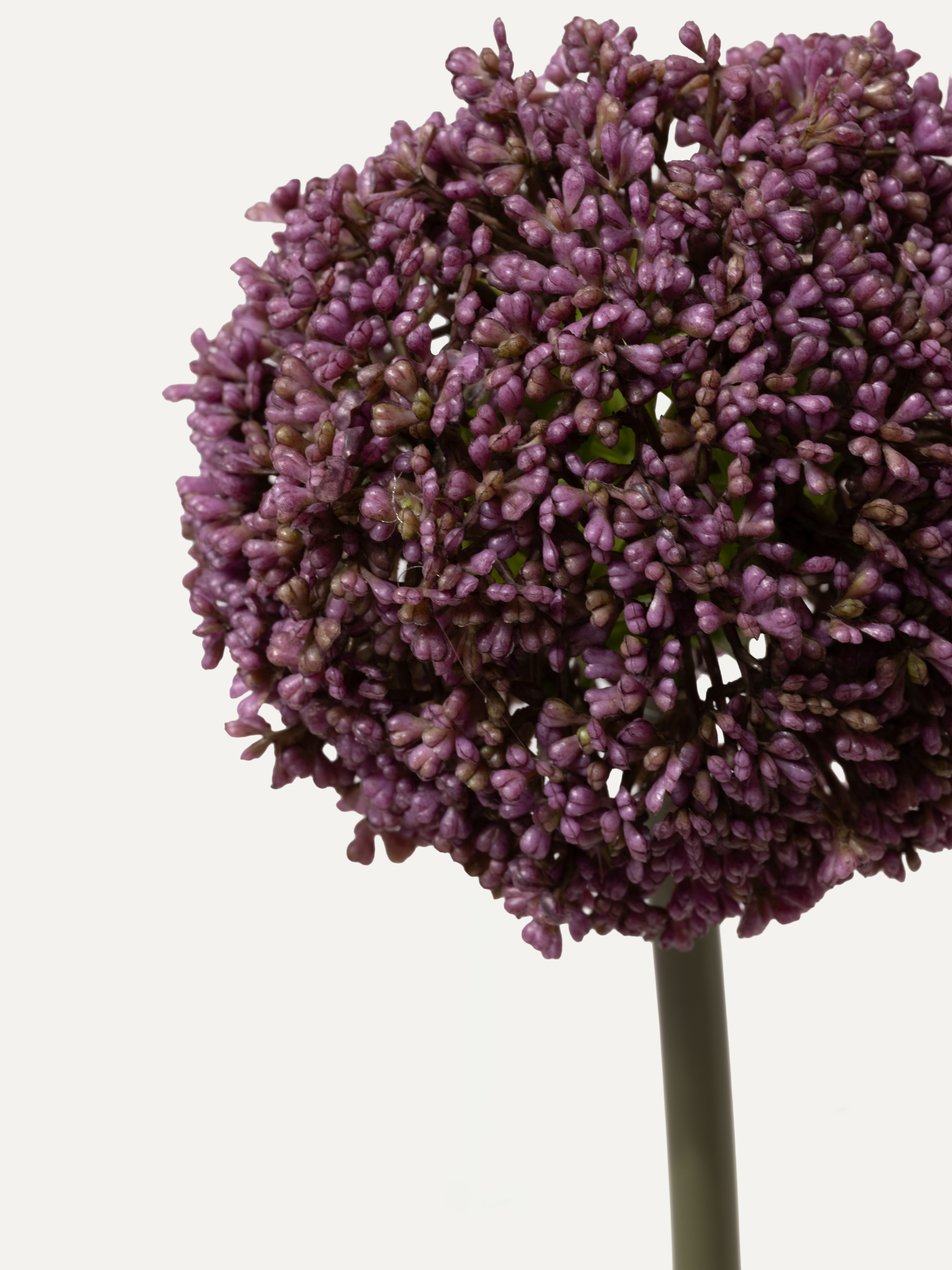 Allium 74 cm 1 Stk. - Kunstblume