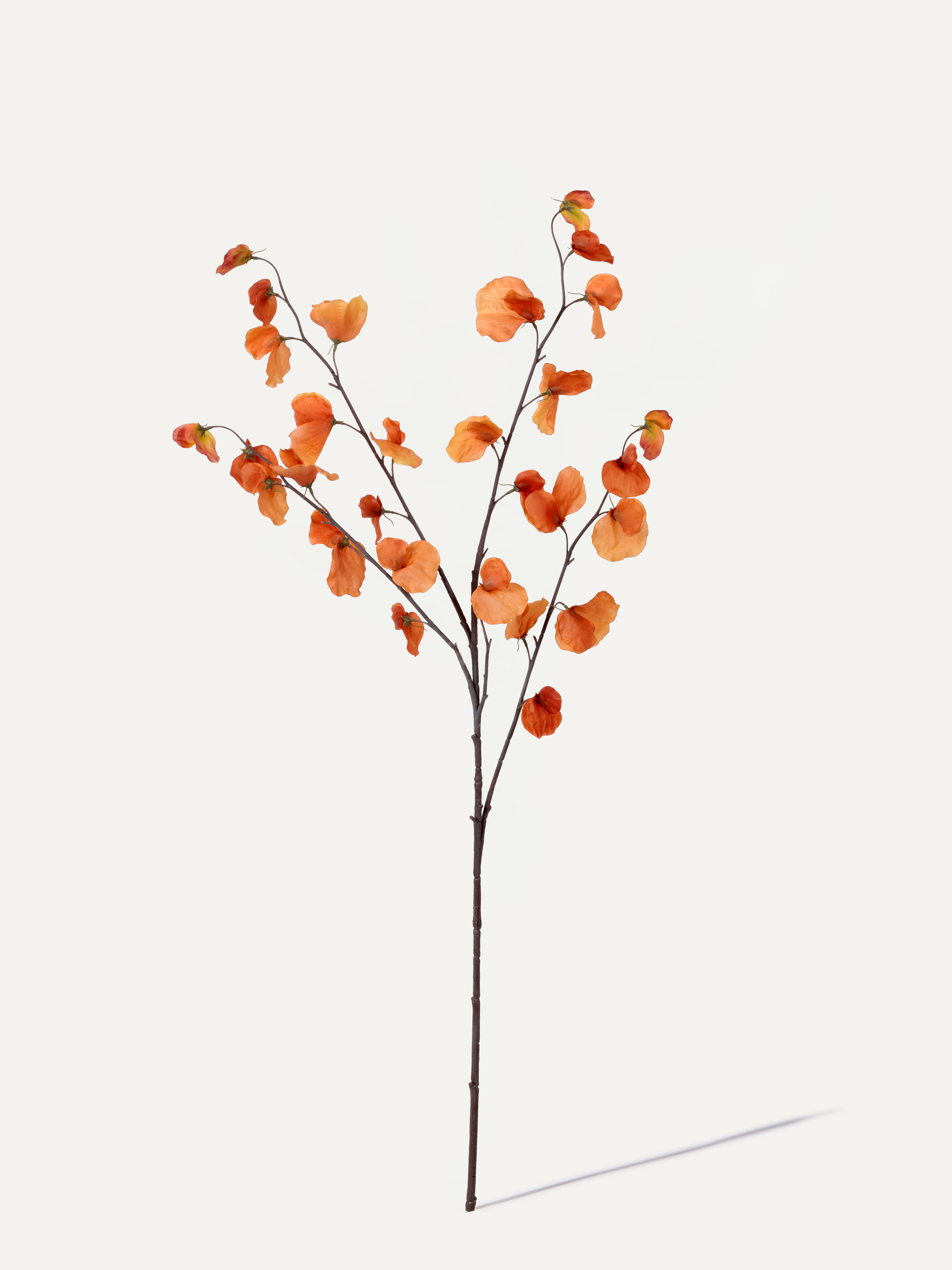 Platterbse 110 cm 1 Stk. - Kunstzweig