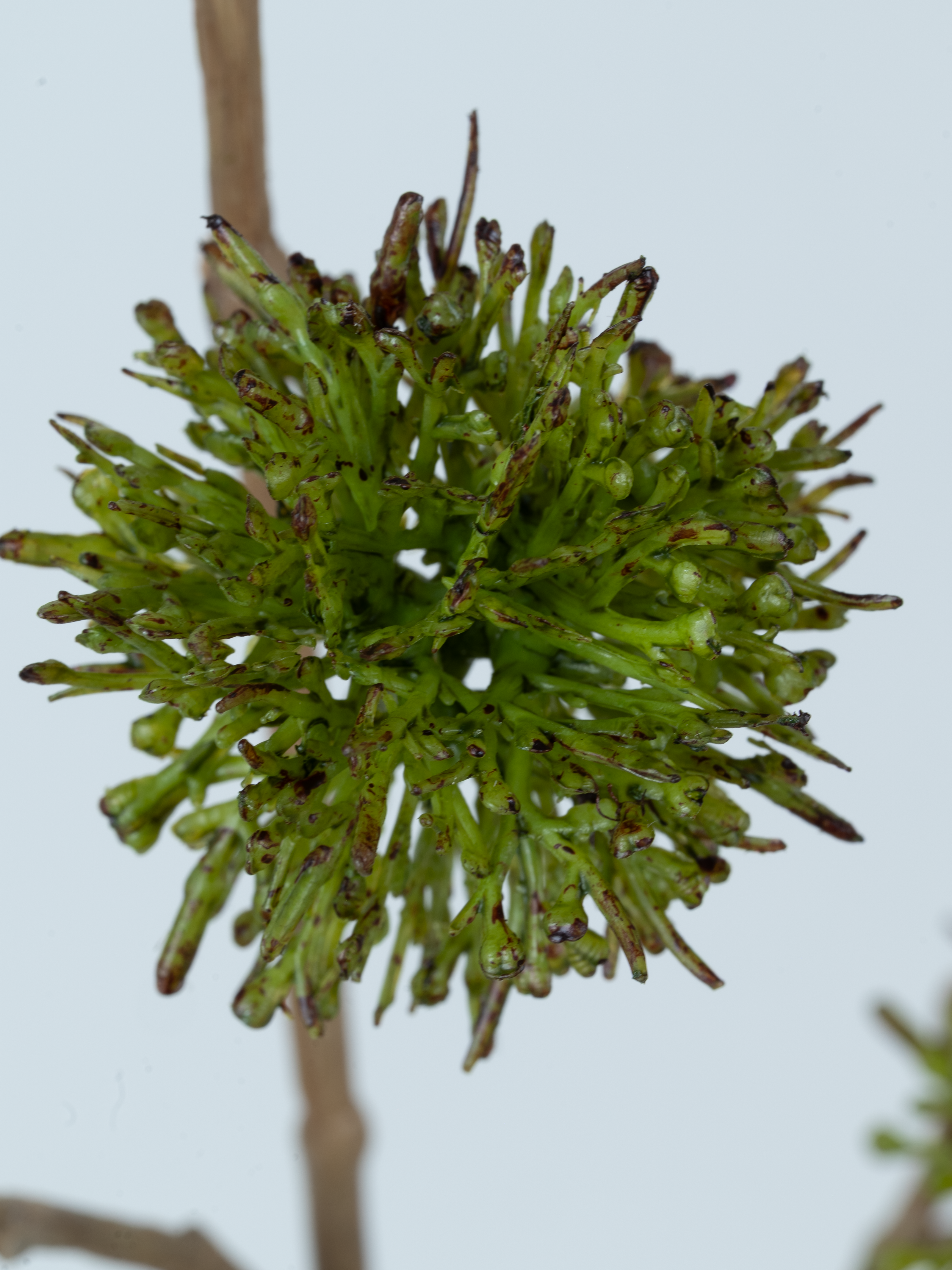 Chestnut Branch 120 cm 1 pc. - Artificial Branch