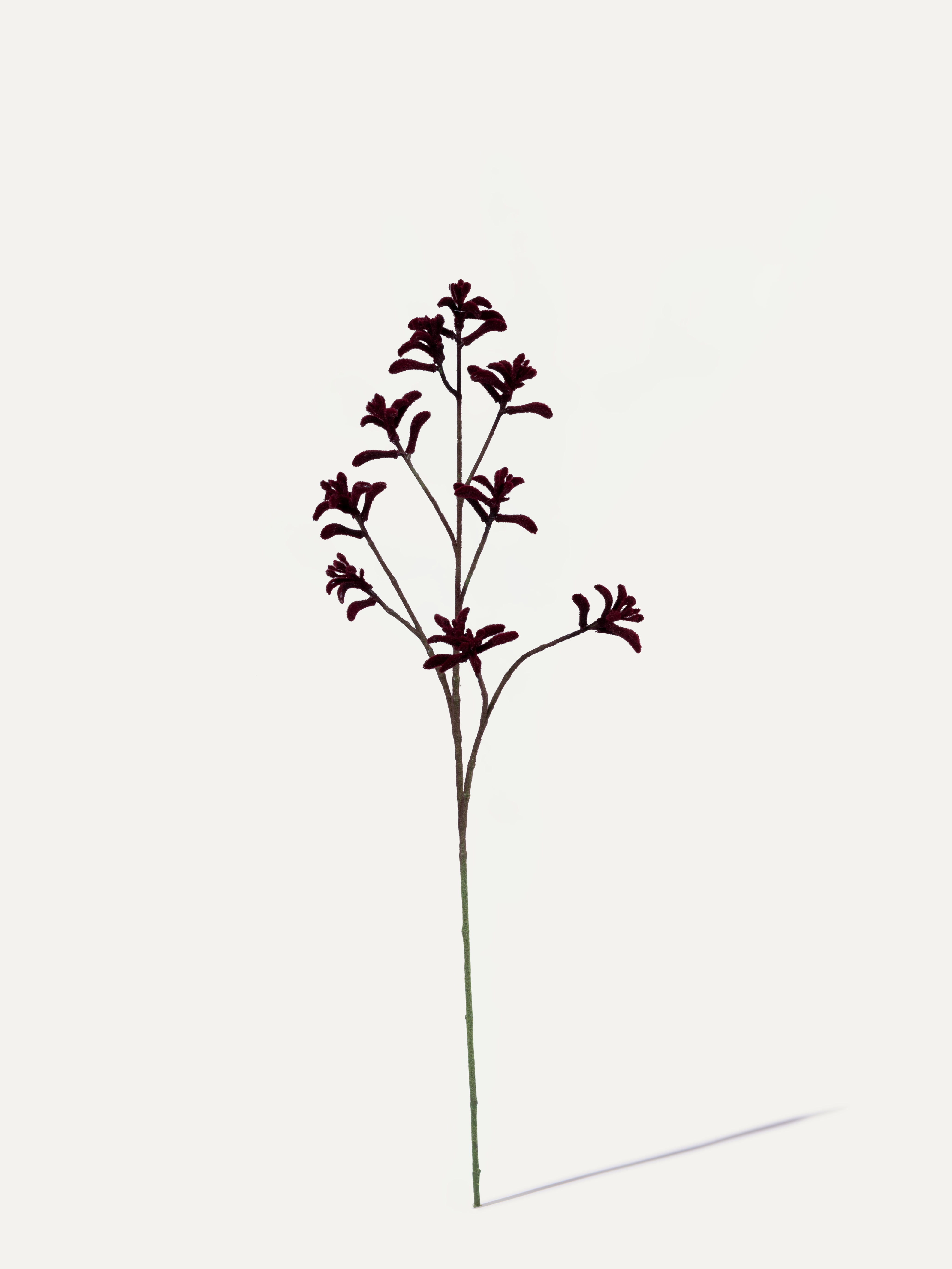 Kangaroo Paw Branch 85 cm 1 pc. - Artificial Branch