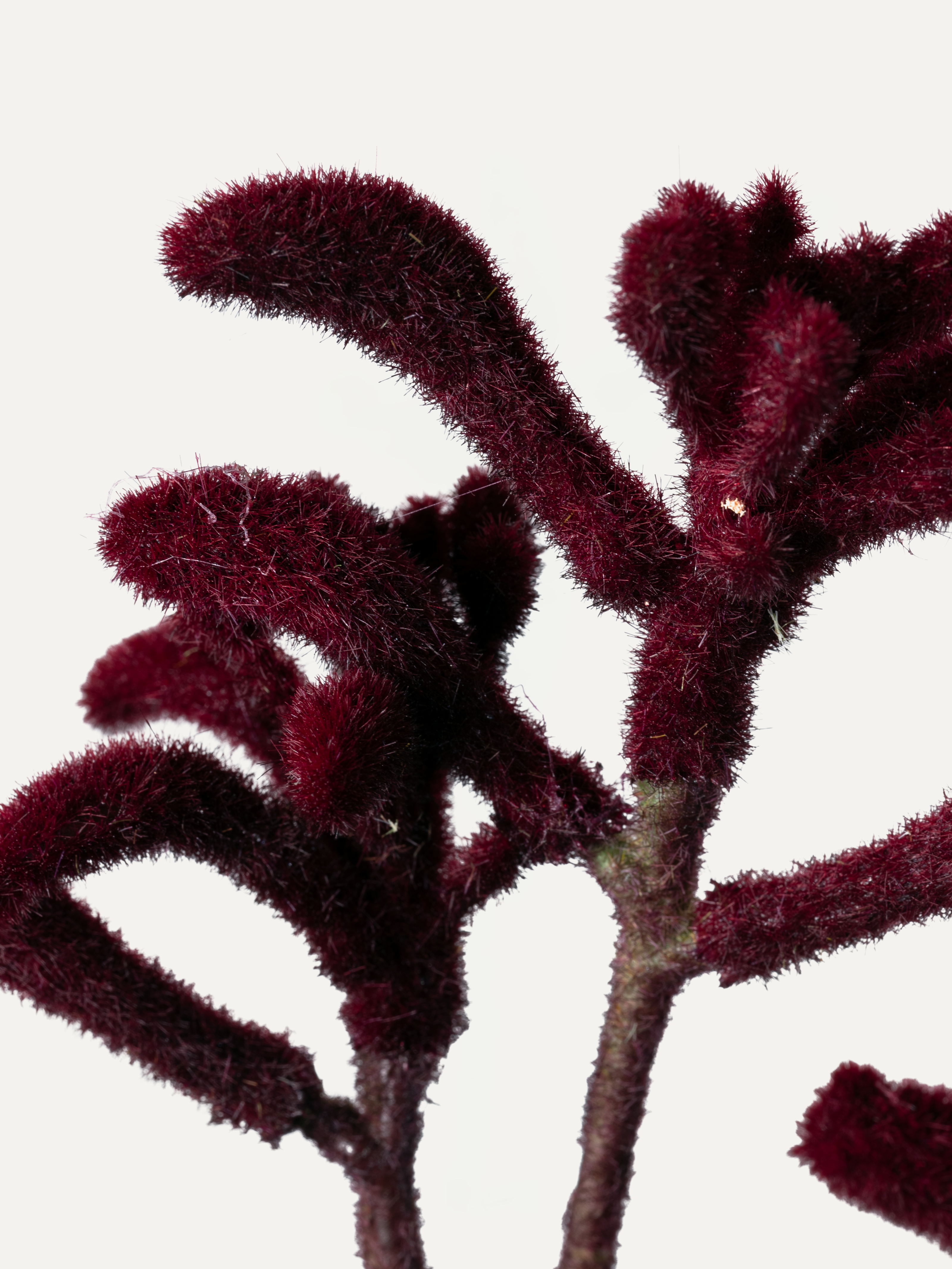 Kangaroo Paw Branch 85 cm 1 pc. - Artificial Branch