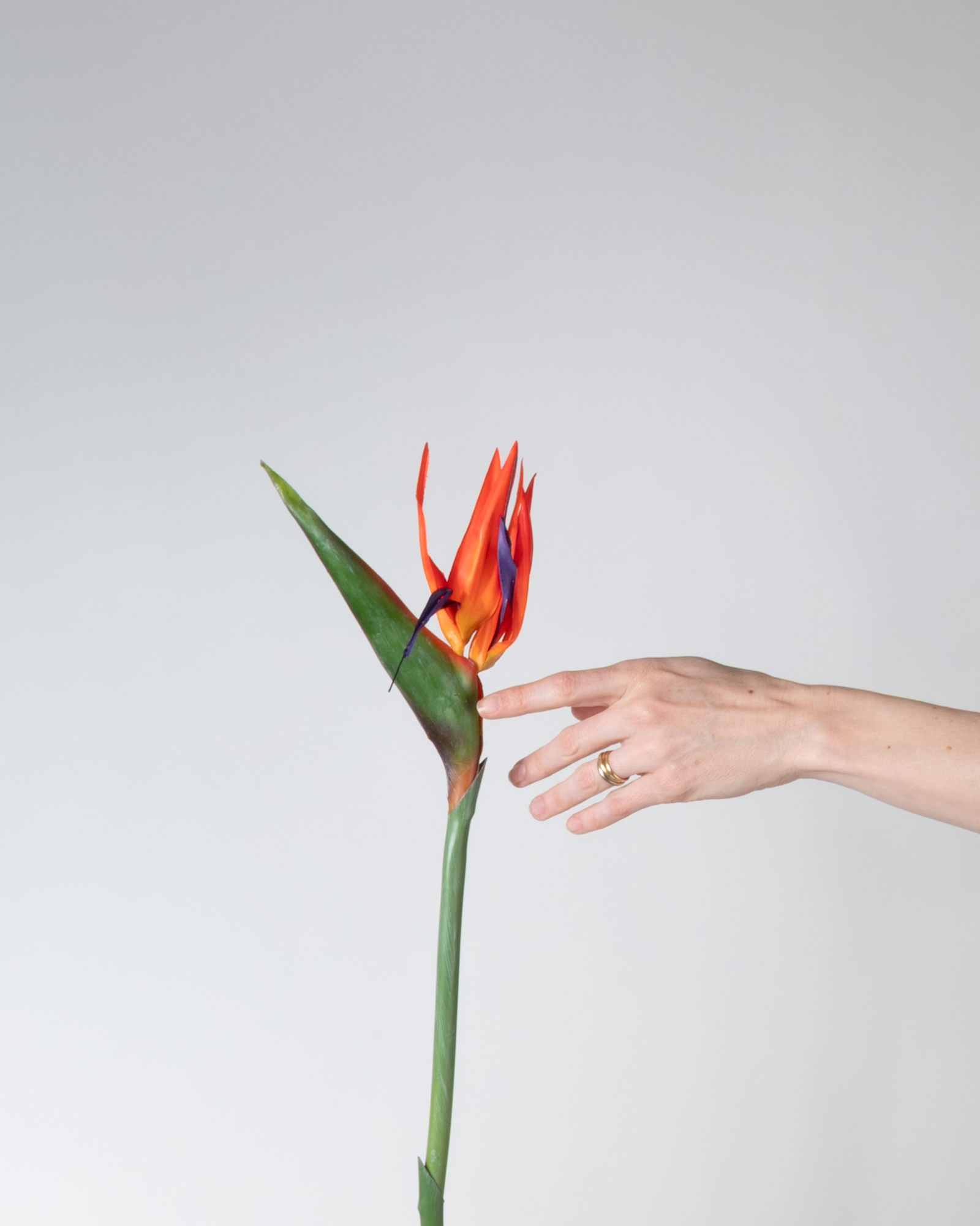 Paradiesvogel 85 cm 1 Stk. - Kunstblume