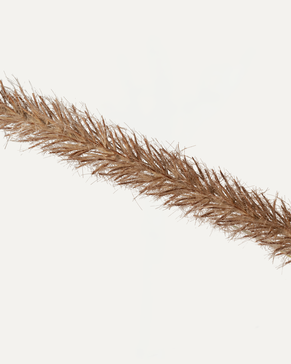 Lampenputzergras 128 cm 1 Stk. - Kunstzweig