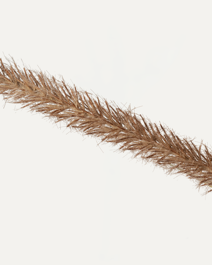 Lampenputzergras 128 cm 1 Stk. - Kunstzweig