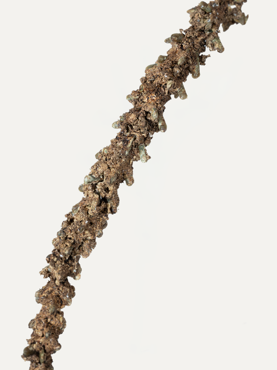 Garten-Fuchsschwanz 108 cm 1 Stk. - Kunstzweig