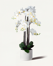 Orchidee inkl. Topf – Grösse L