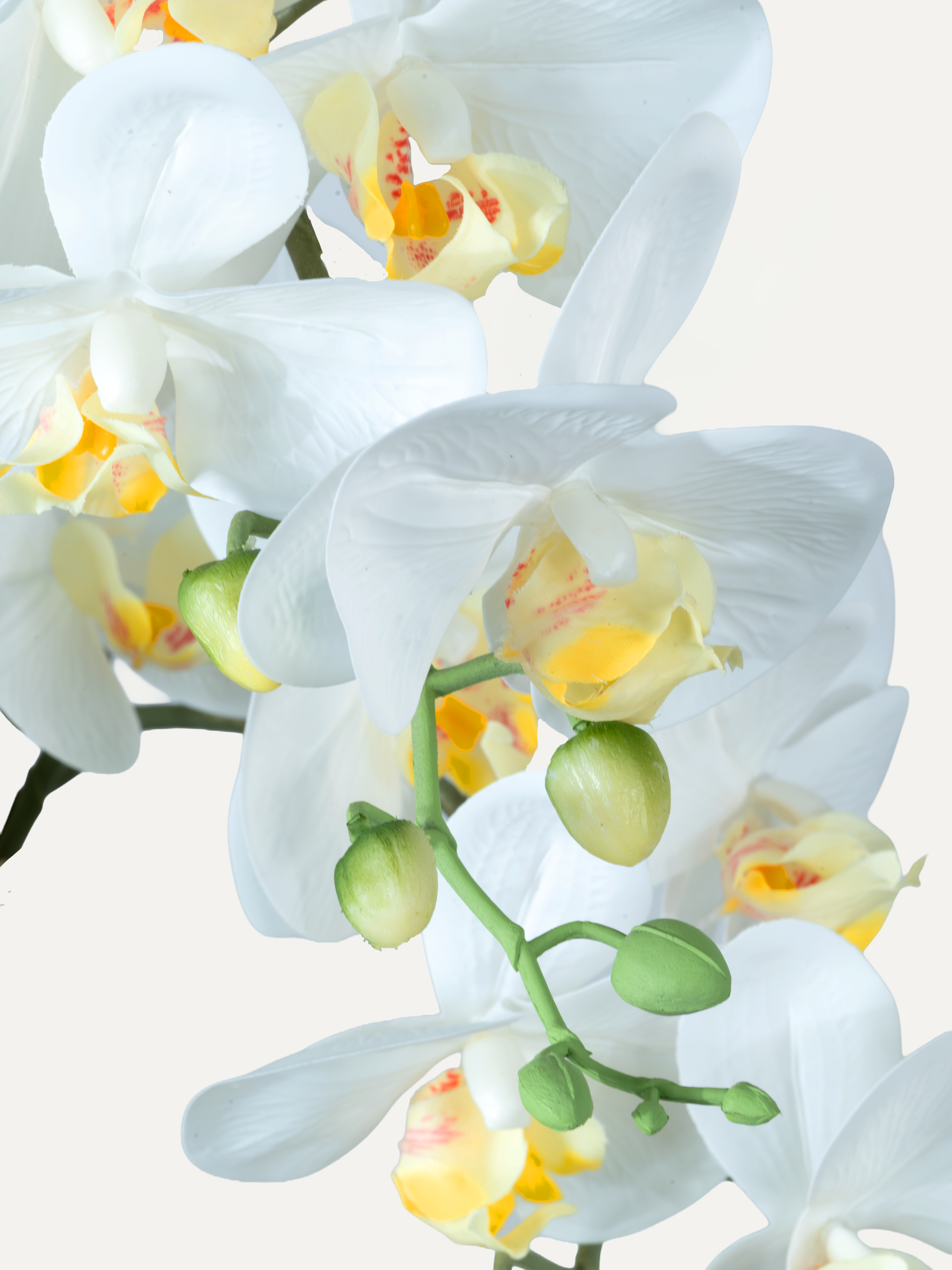 Orchidee inkl. Topf – Grösse L