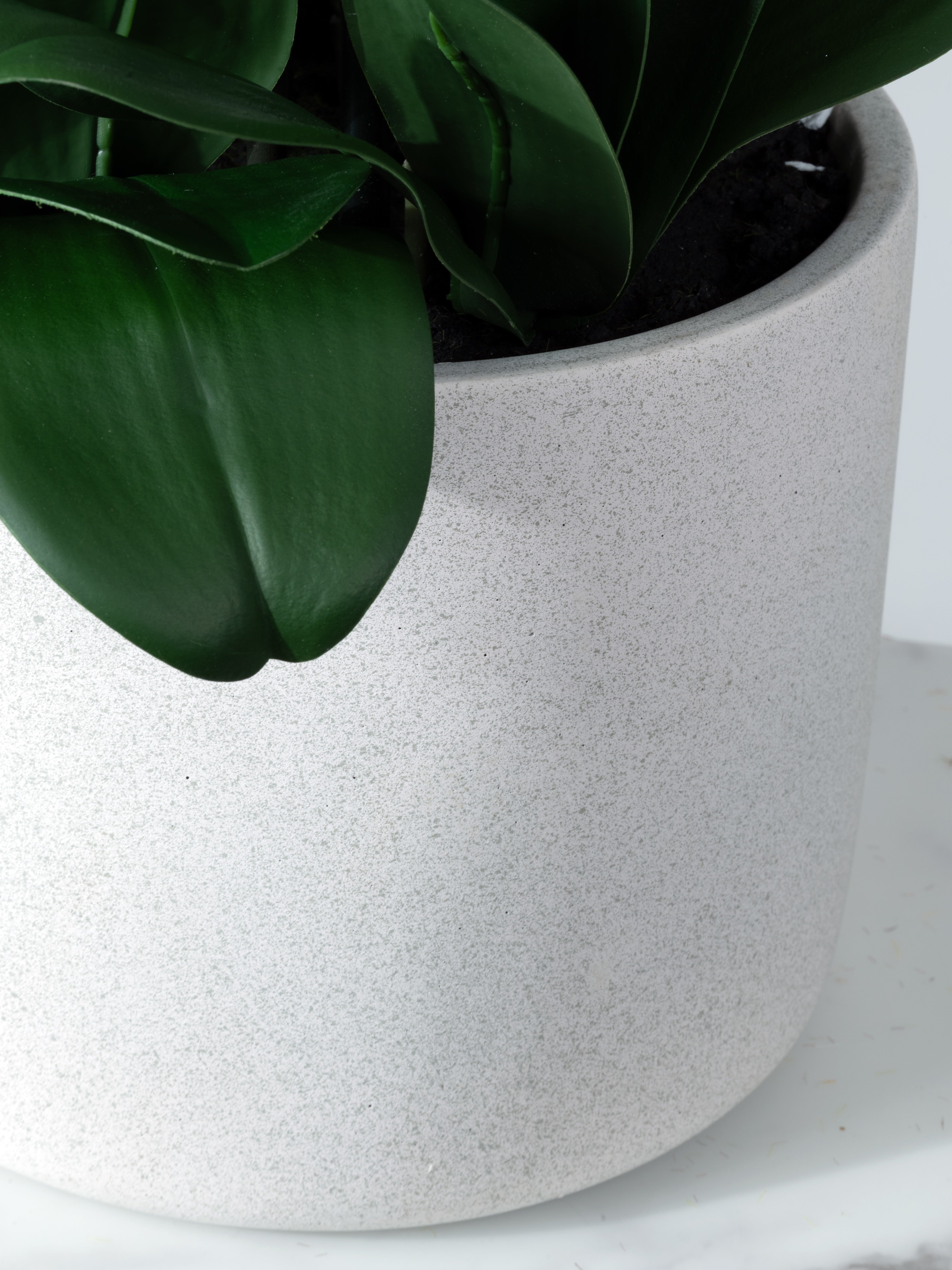 Orchidee inkl. Topf – Grösse L