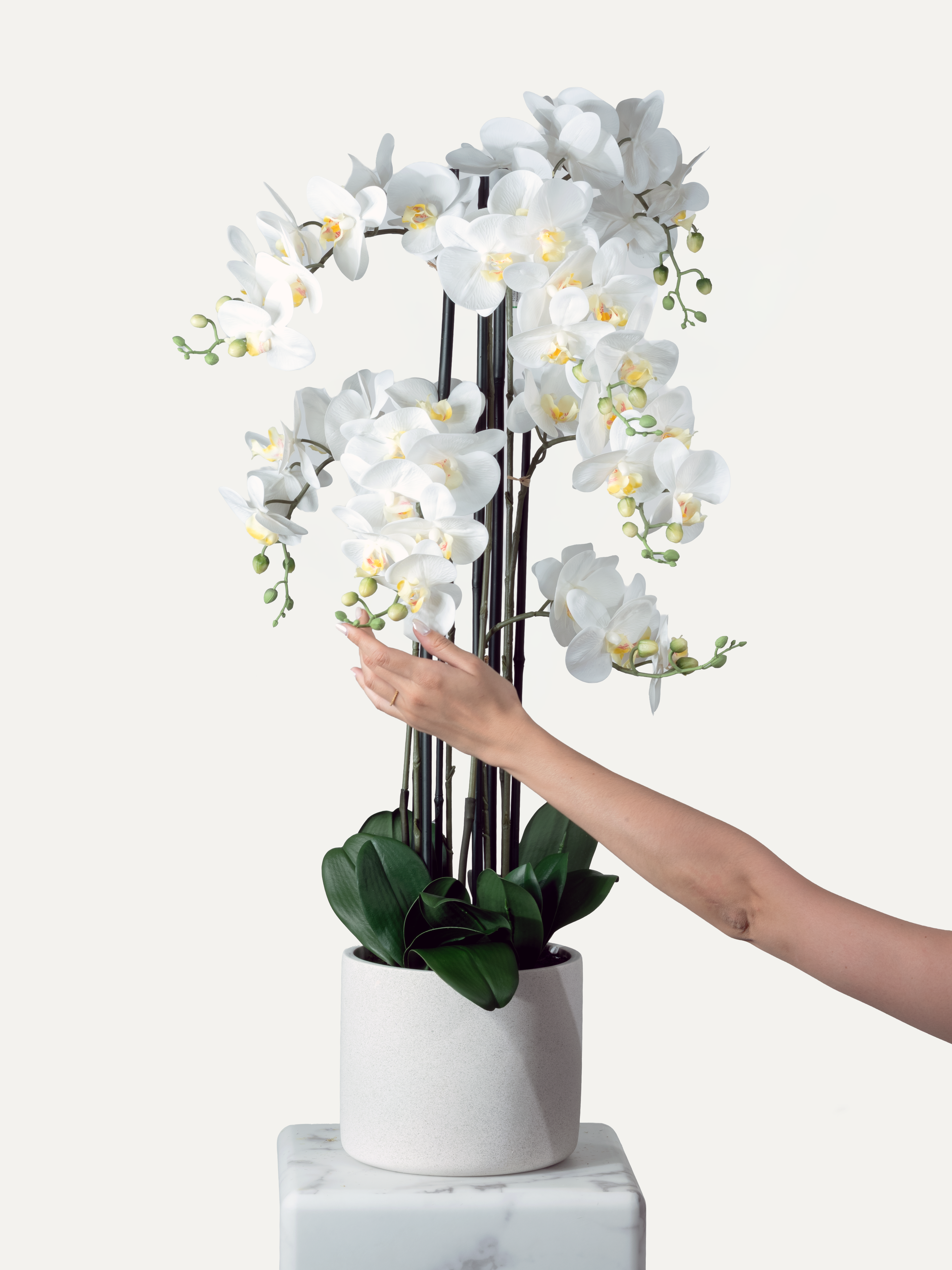 Orchidee inkl. Topf – Grösse L