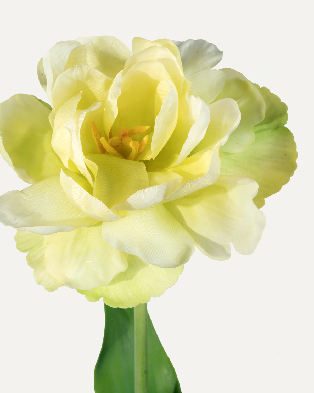 Tulpen Bouquet "Grün/Weiss"