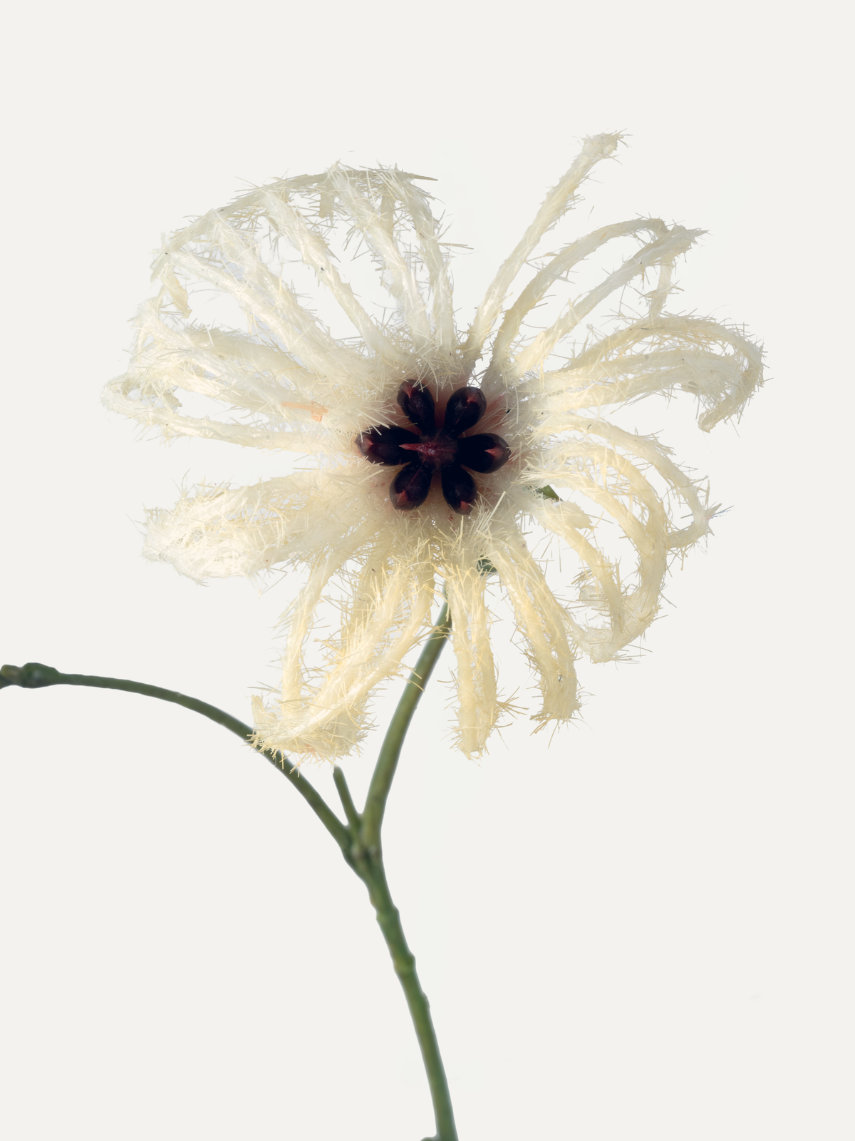 Clematis 107 cm 1 piece - artificial flower
