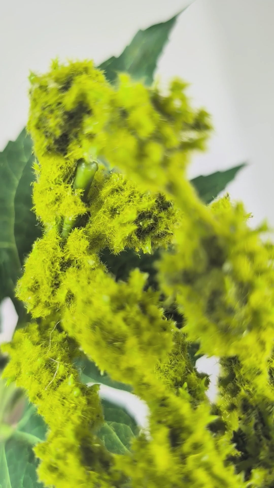 Load video: Foxtail 120 cm 1 pc. - Artificial branch