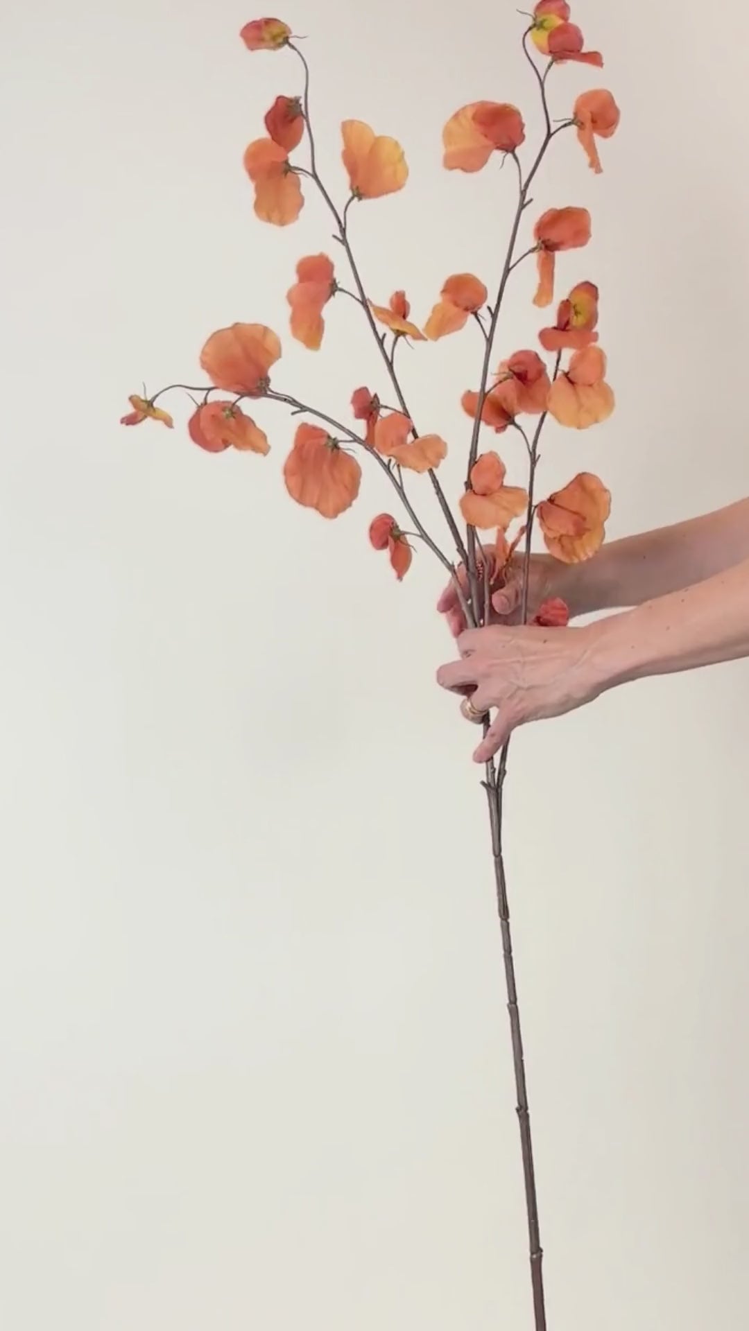 Load video: Platterbse 110 cm 1 Stk. - Kunstzweig