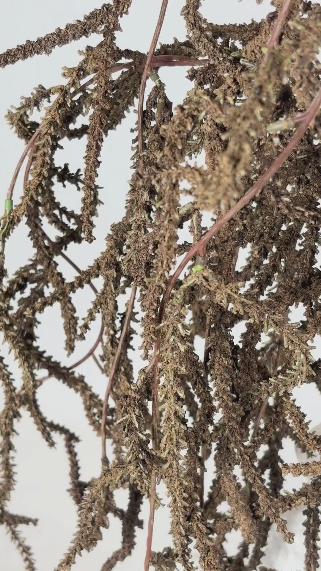 Load video: Garten-Fuchsschwanz 108 cm 1 Stk. - Kunstzweig