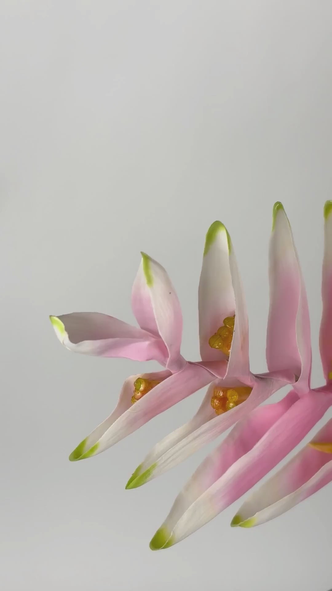 Video laden: Hummerschere 130 cm 1 Stk. - Kunstblume