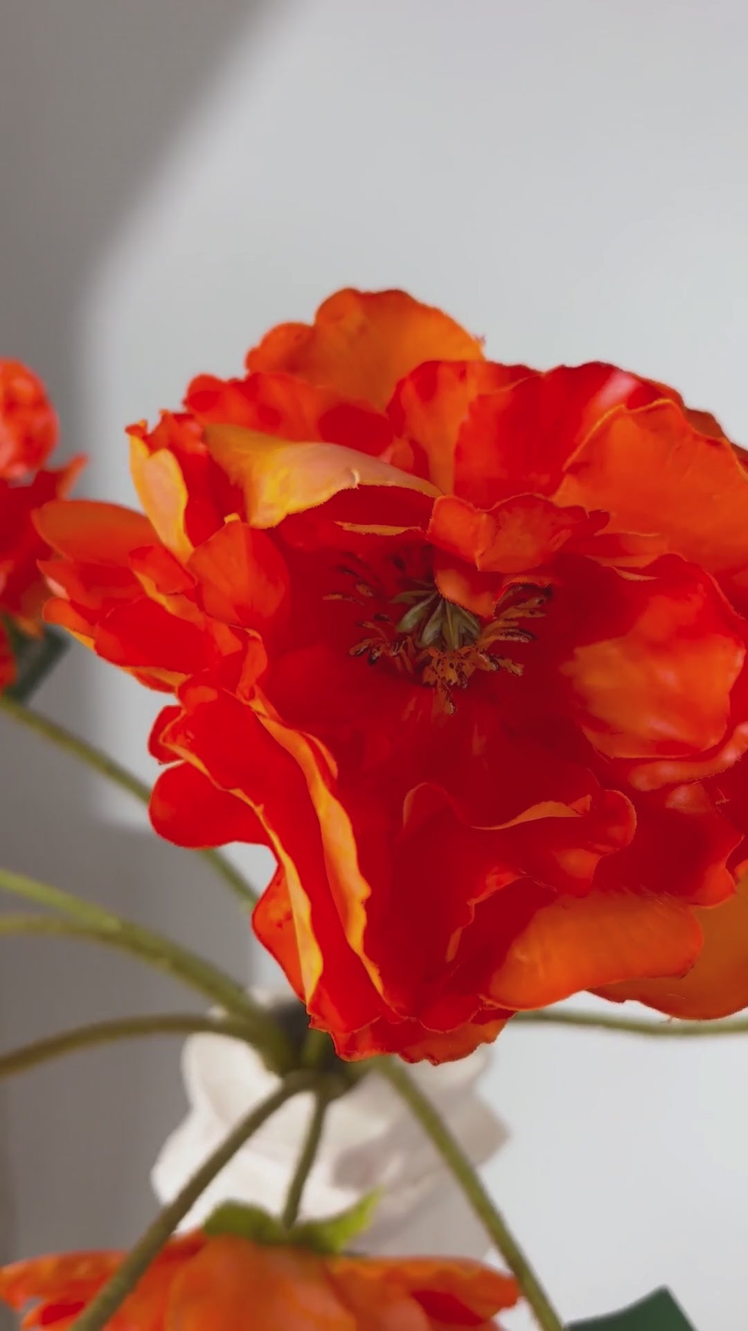 Video laden: Mohnblume 73 cm 1 Stk. - Kunstblume