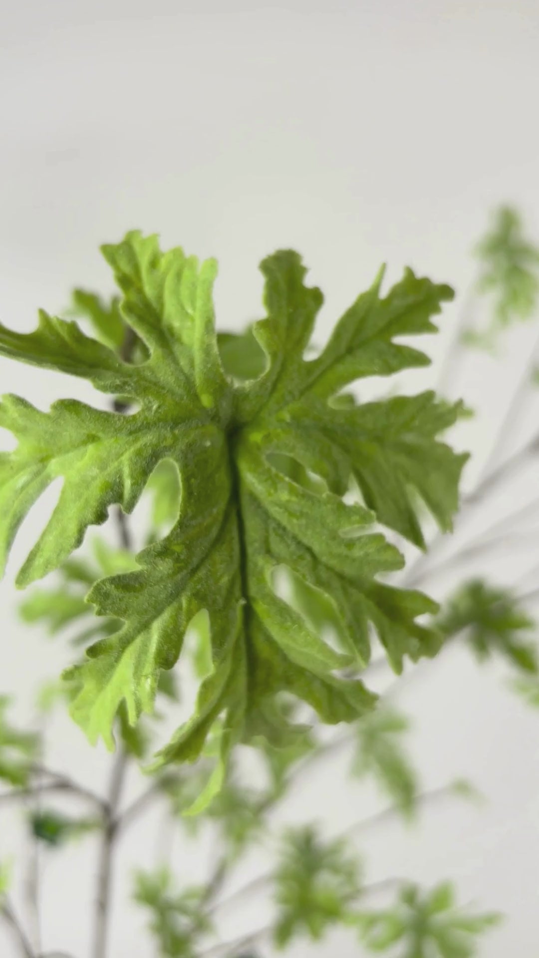 Load video: Geranium Branch 164 cm 1 pc. - Artificial Branch