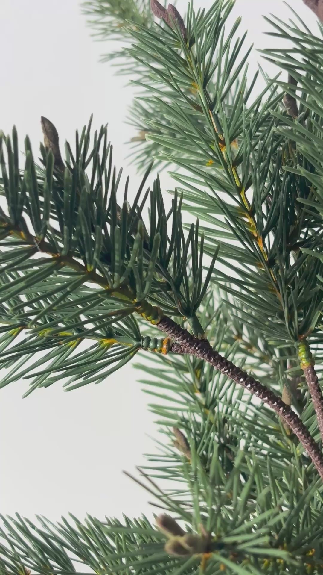 Load video: Pine branch 77 cm 1 pc. - artificial branch